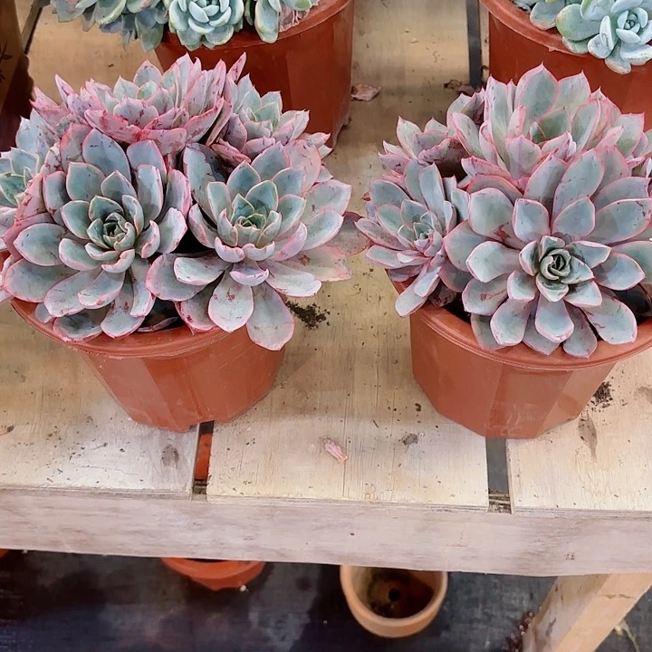 赫拉群生多肉植物盆栽