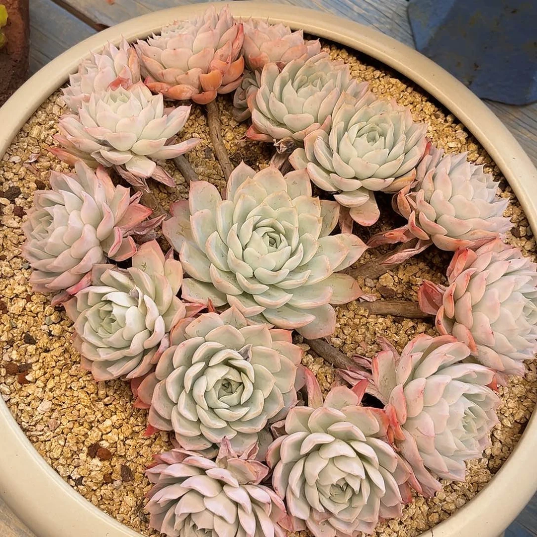 约瑟琳约不约手捧