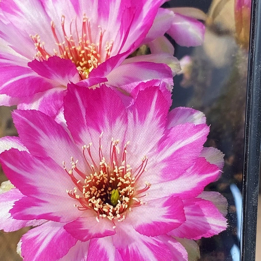 丽 红拂女侧芽4-5公分