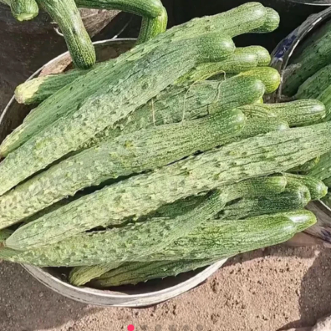 正宗山河白黄瓜种子旱黄瓜香黄瓜线黄瓜老口味旱黄瓜种子