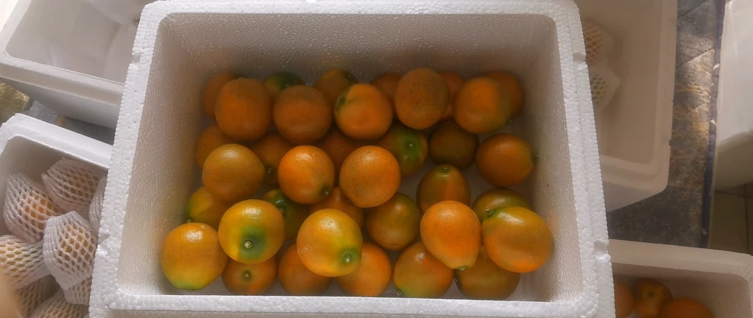 广西融安第三代脆蜜金柑纯甜多汁不麻嘴