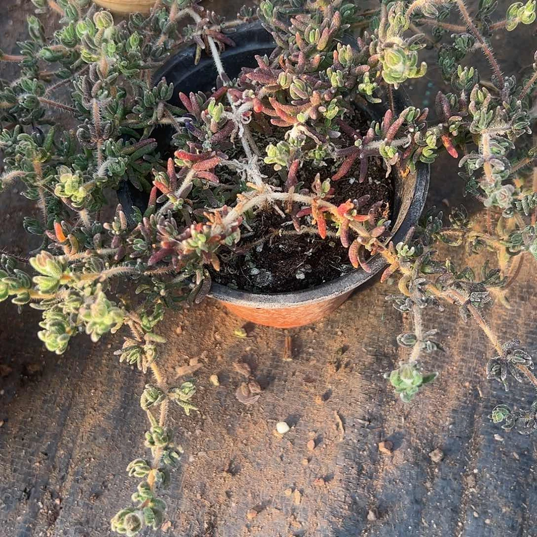 翻***天枝干狐尾大盆一盆