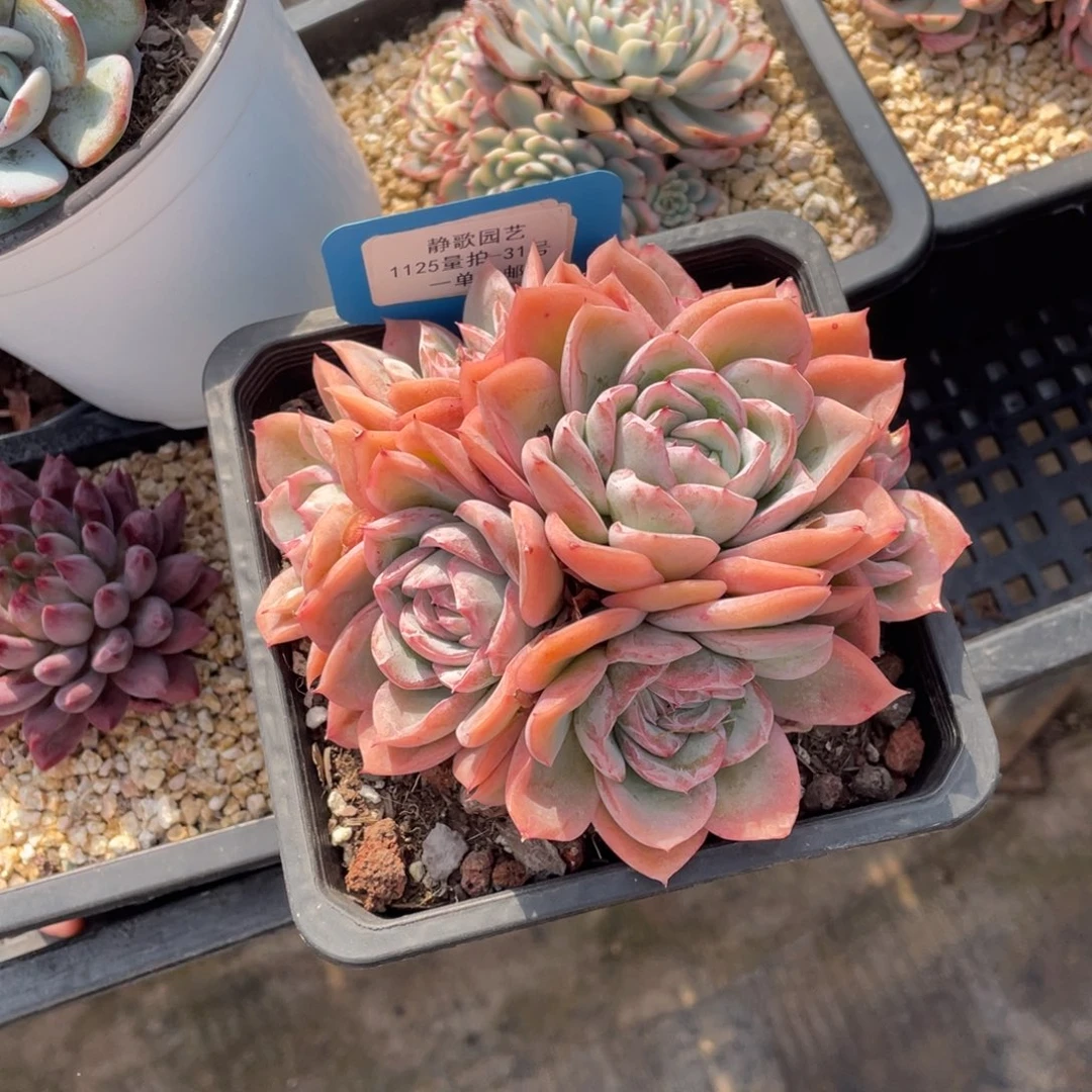 1125-31-梦春群生多头一颗