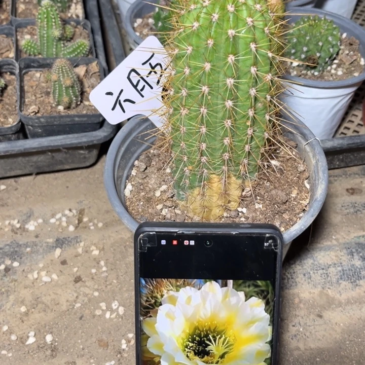六月五毛花多肉植物
