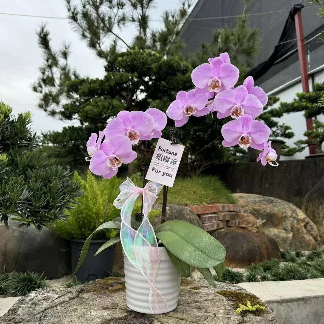 蝴蝶兰 《密尔沃基》粉仙子  带花带花苞 耐养室内花