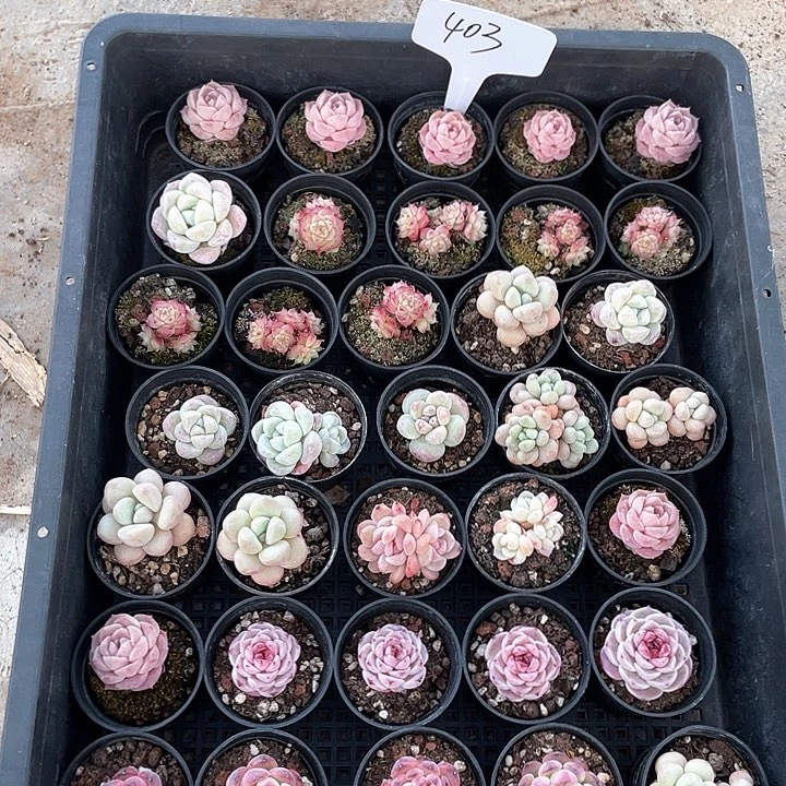 薇薇安园艺多肉403