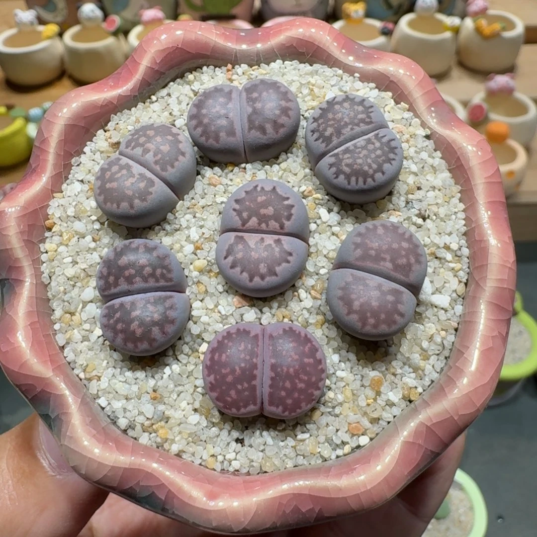 蘑菇1381紫李多肉植物
