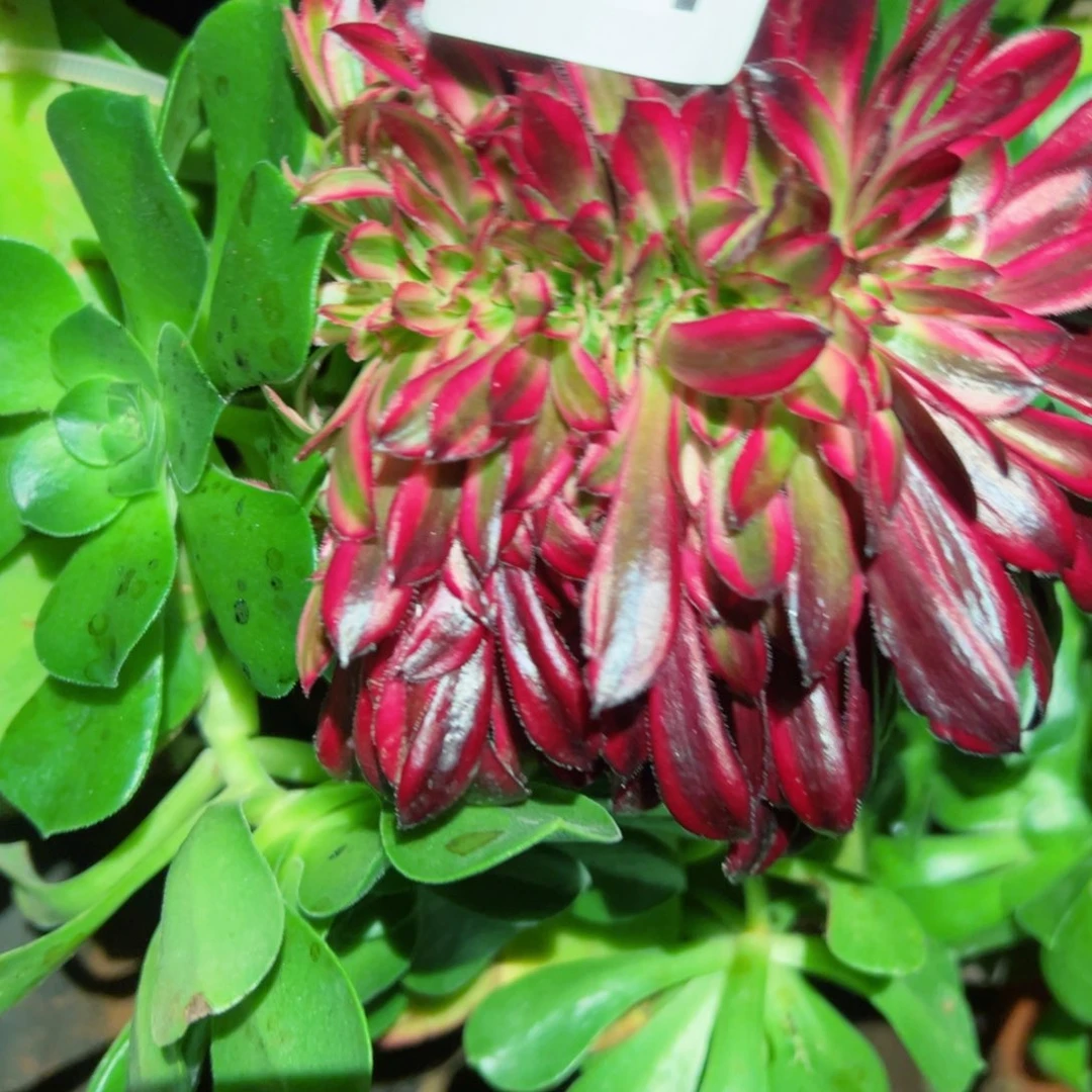 367 号多肉植物法师