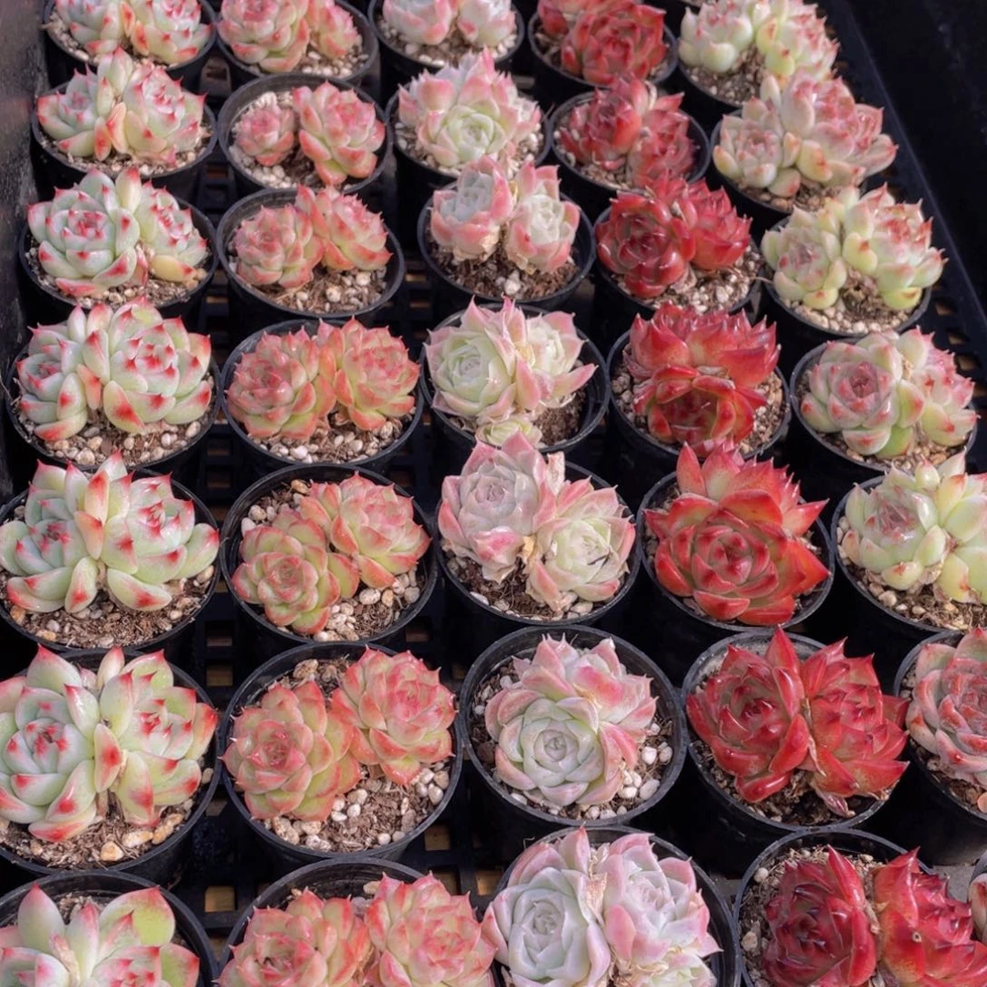 1438号 精美组合双头5个