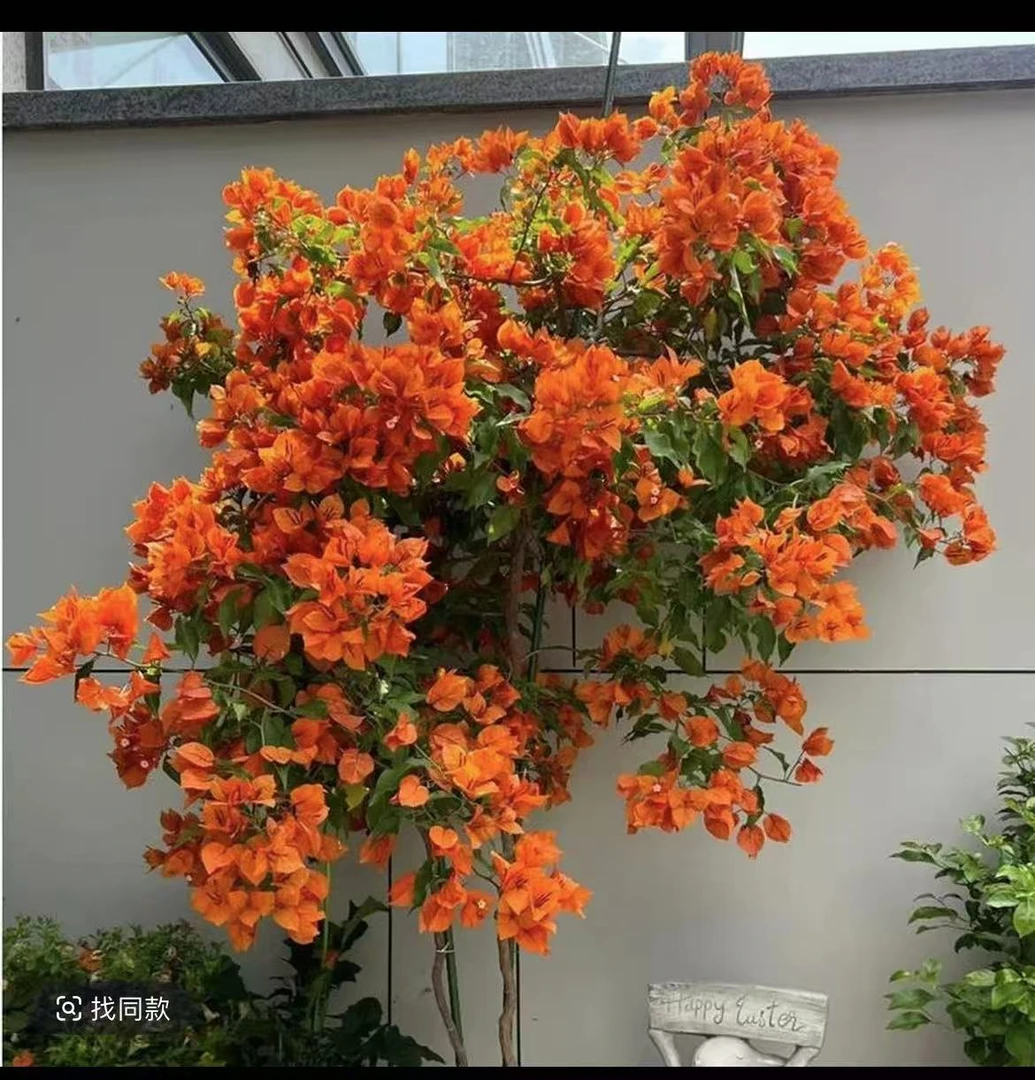 橙桑巴带花苞原盆原土发货 三角梅发货四季开花