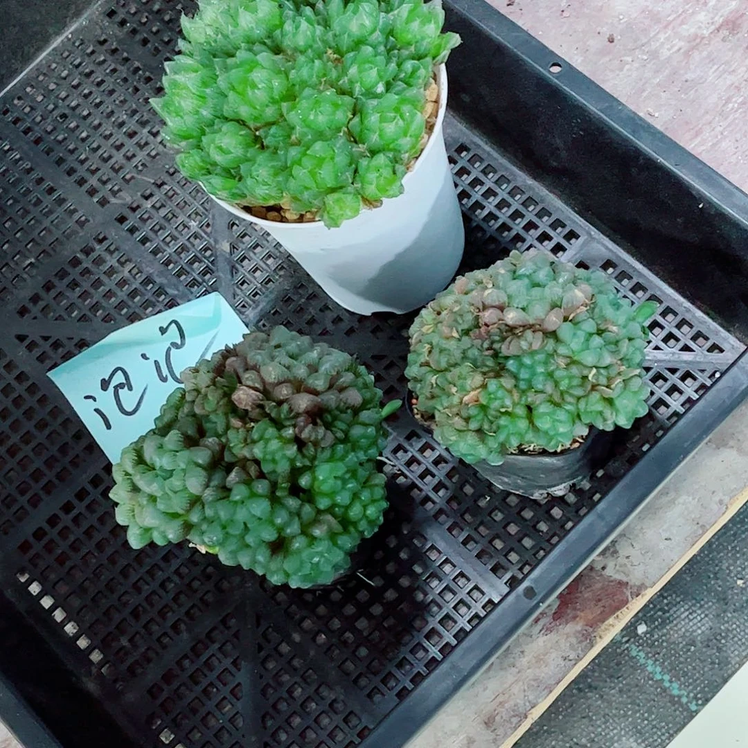 冰灯玉露群多肉植物