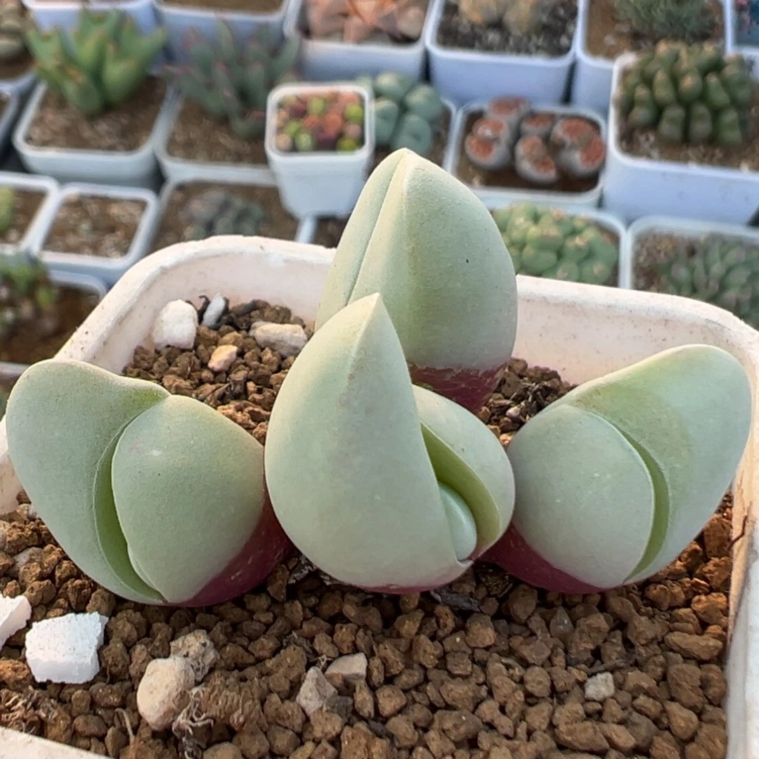 288多肉植物百科植物