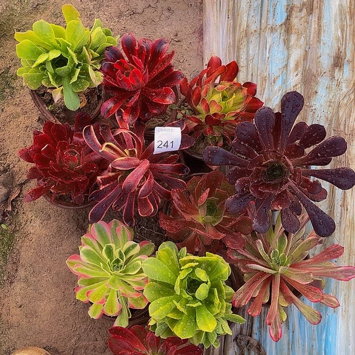 241 法师斤多肉组合