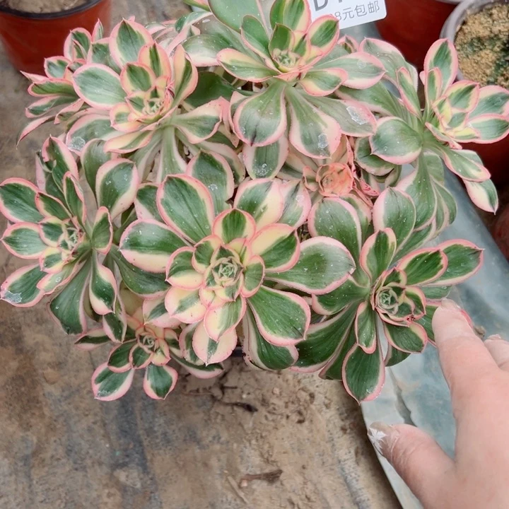 161燕姿多肉植物