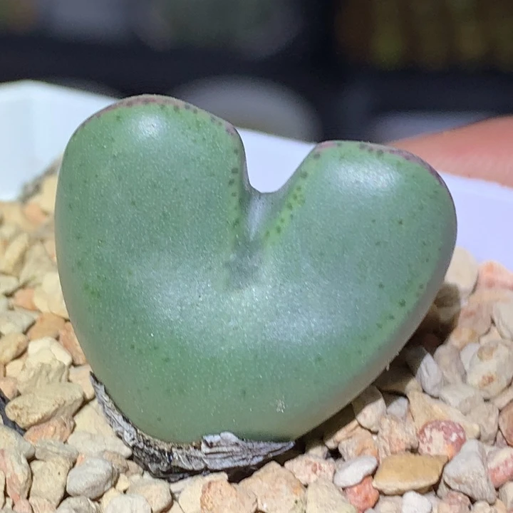 精品多肉植物精品爱心