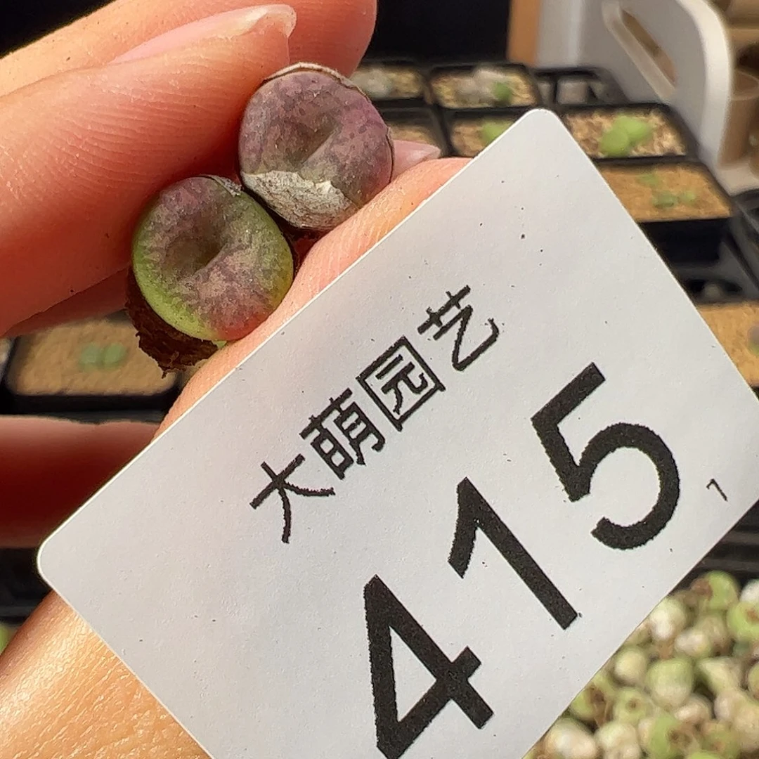 一物一拍           毛杂415