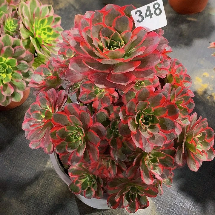 ****姐多肉魅金玫瑰锦法师348