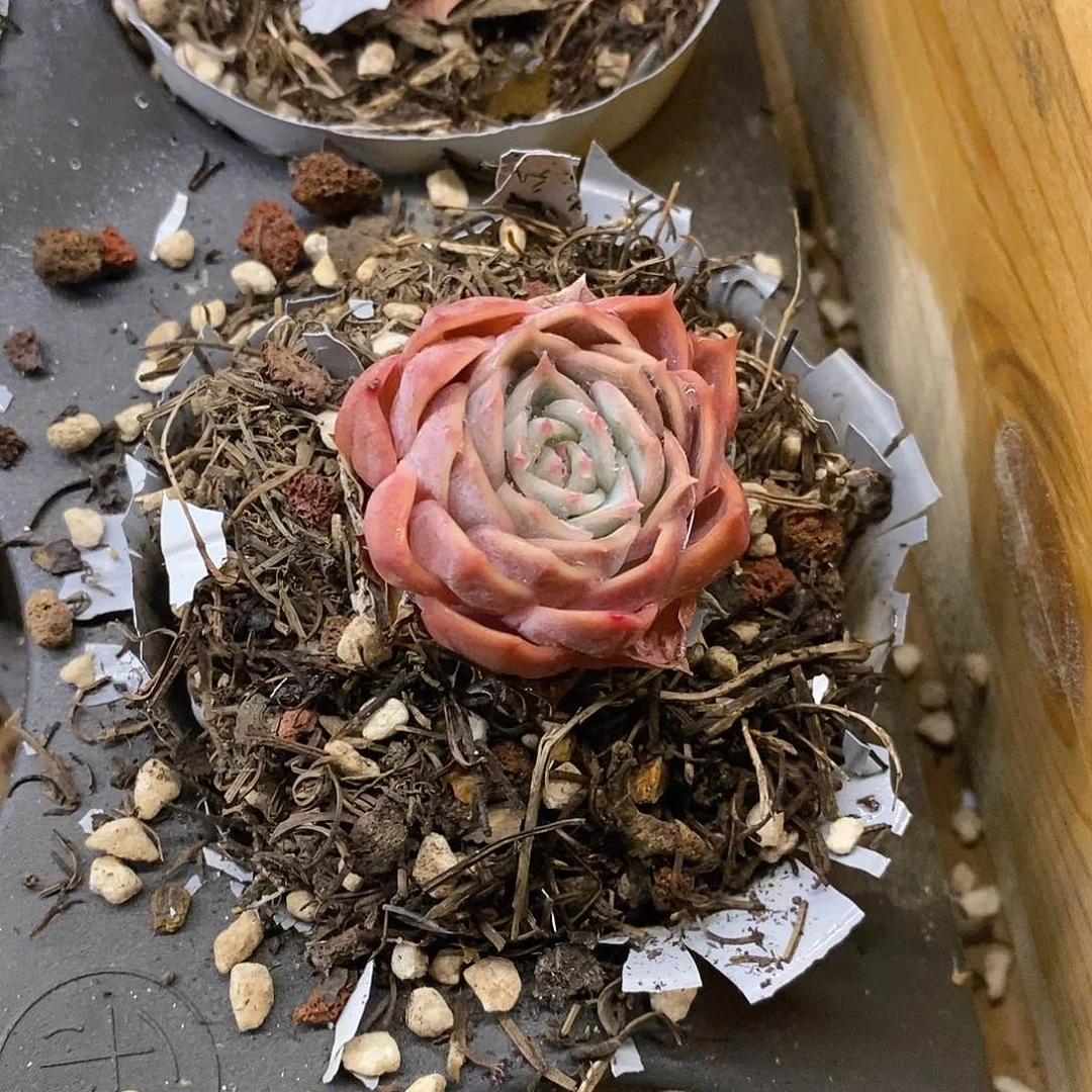 团。小昂斯诺。福利多多