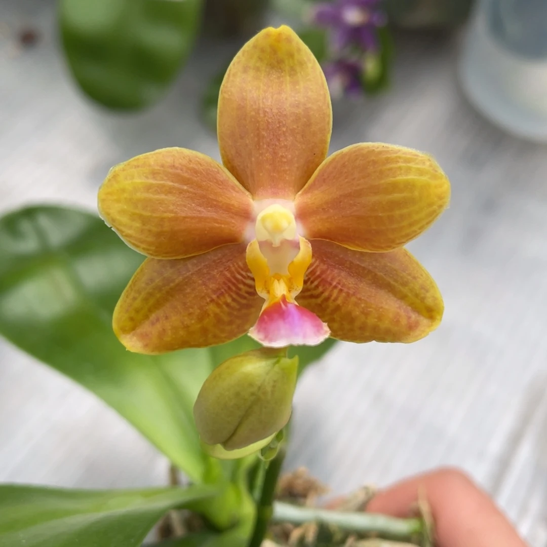 完全开放swr22mt爪哇