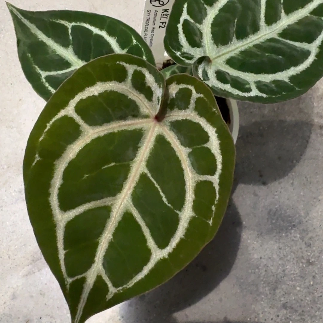 不开花植物K红 F2