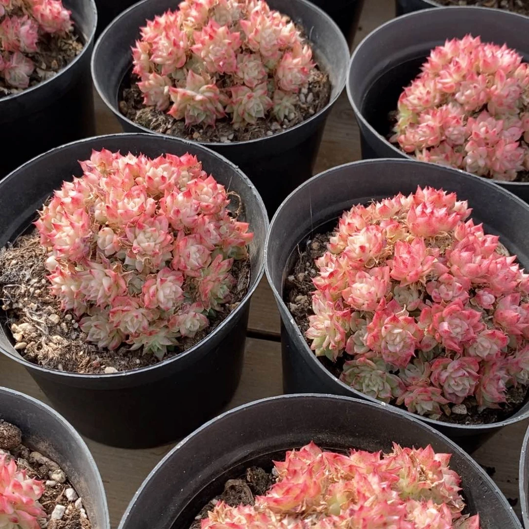 75绿油麦杆群生不包整