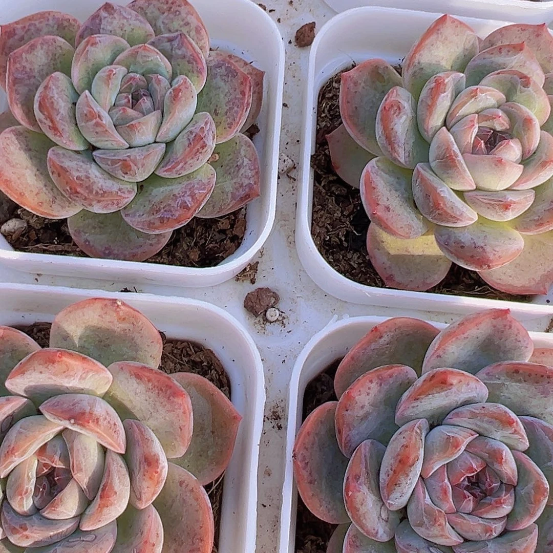 干冰19包邮多肉植物