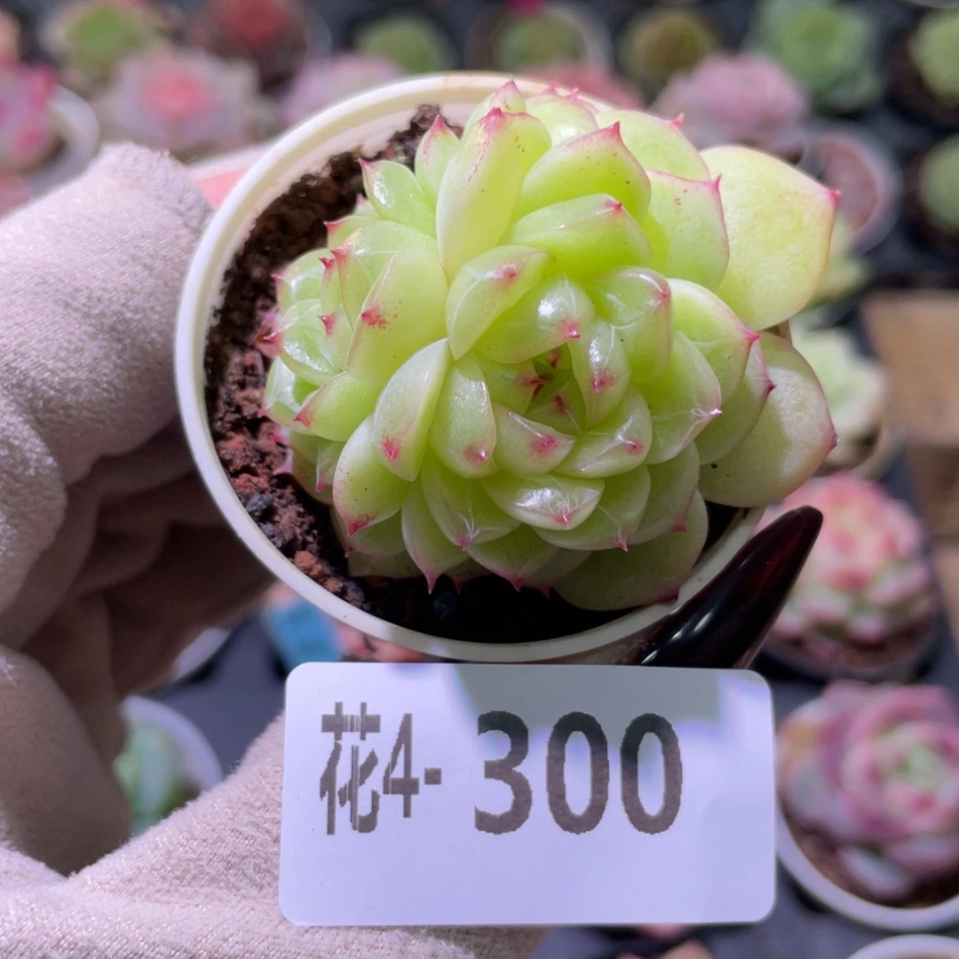 花利美 4-300青润带仔
