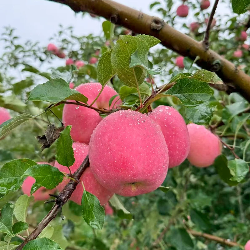 甘肃静宁红富士苹果脆甜多汁