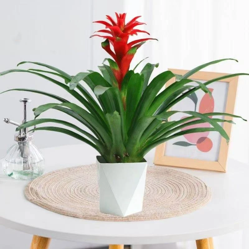 大鸿运当头水培盆栽红星客厅凤梨花卉植物开花绿植室内办公室四季