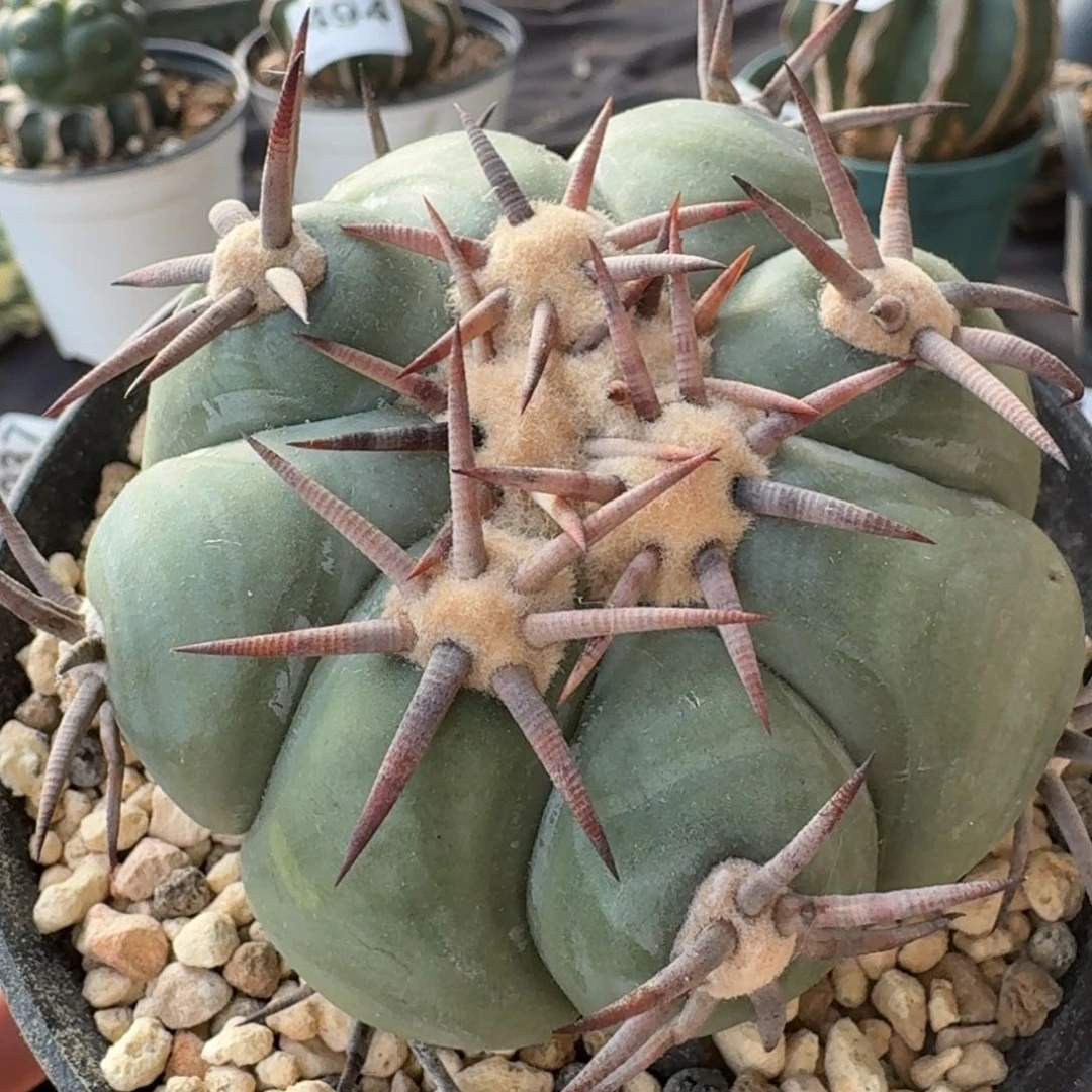 【闪购商品】自根白刺翠屏