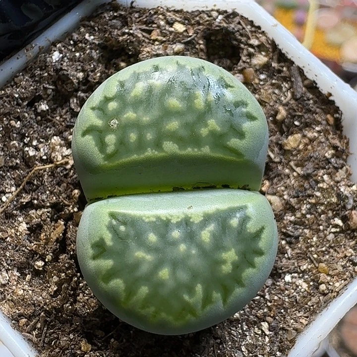 1111生石花。     335