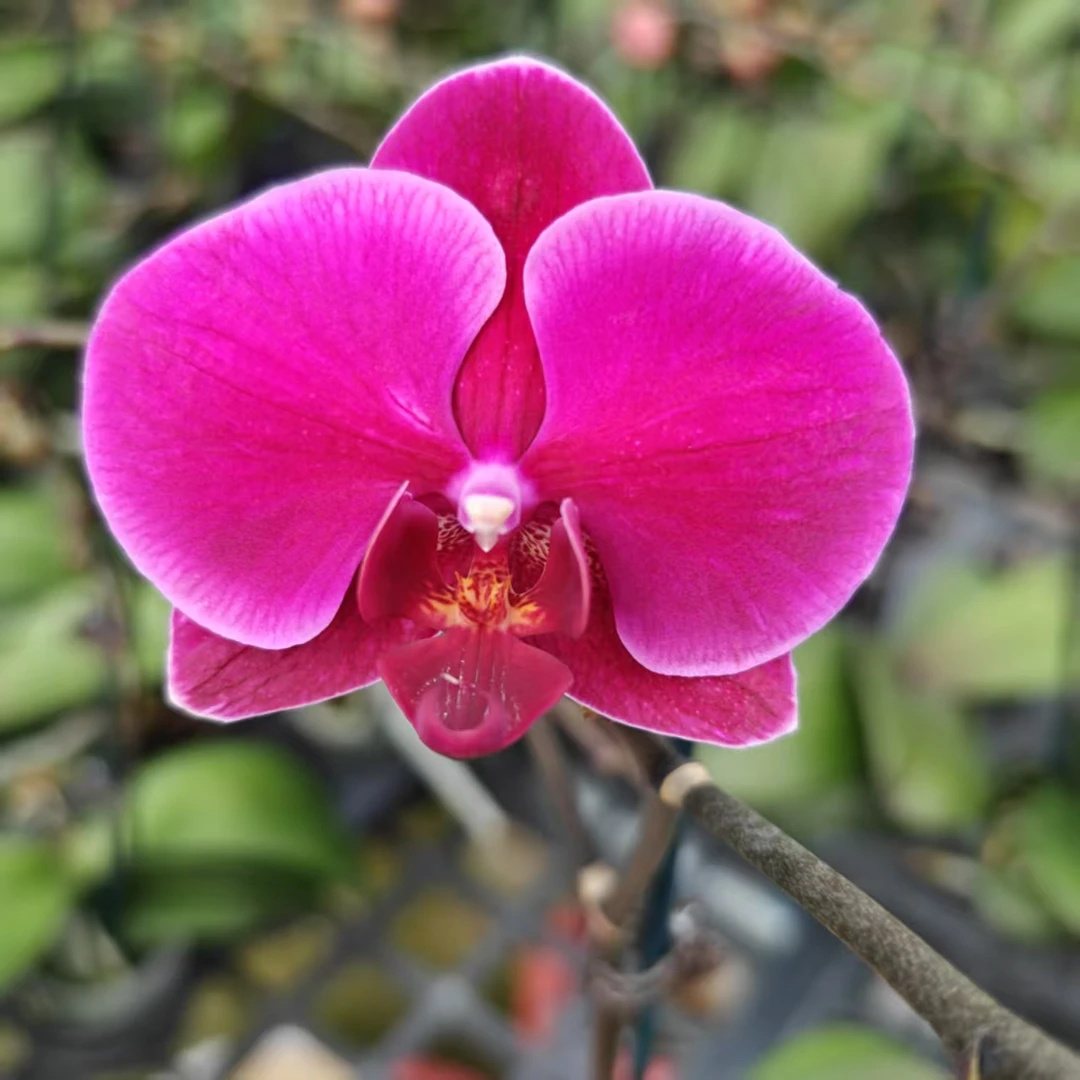 （香山）2.8寸蝴蝶兰  带花带苞