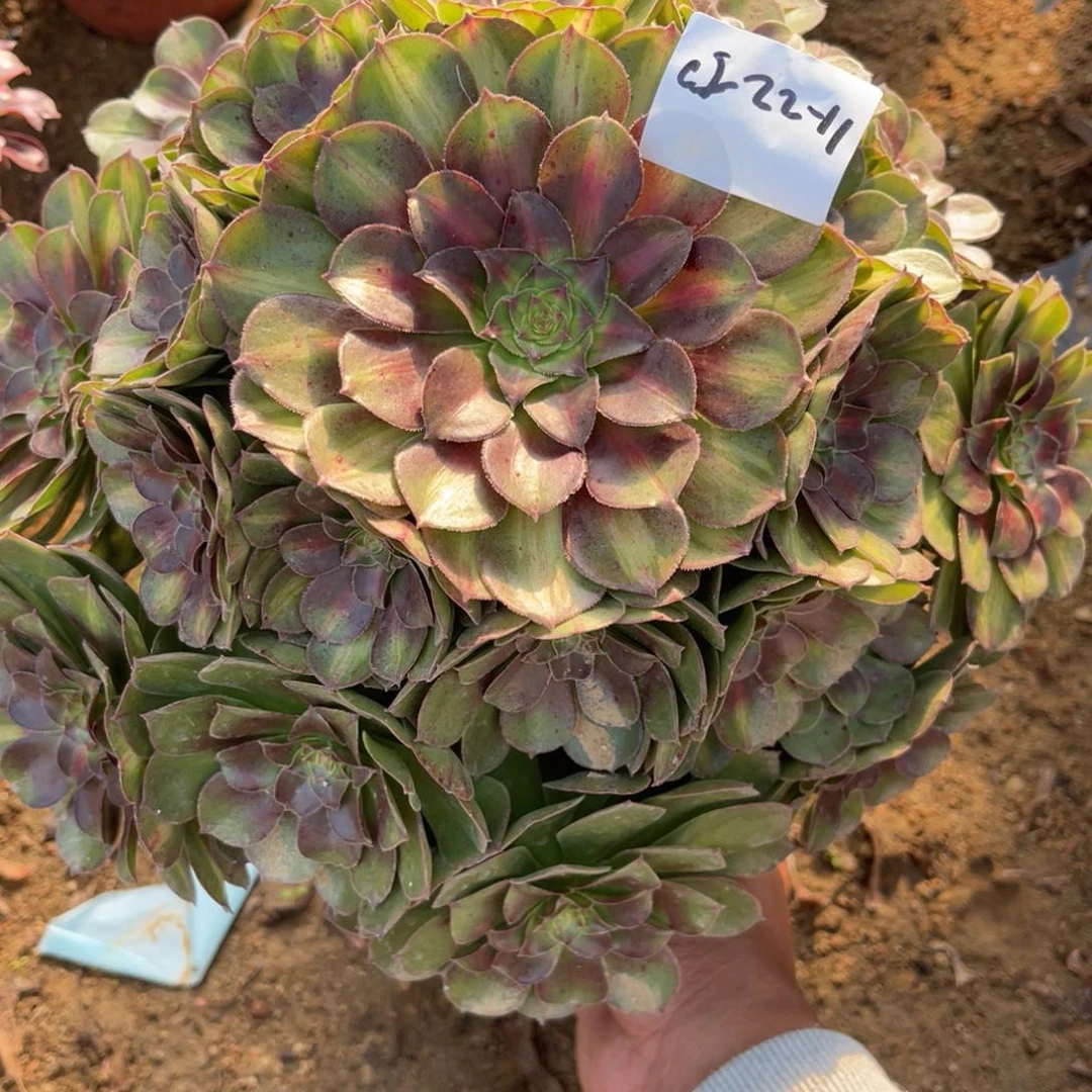 11-22-50倾城中斑法师锦