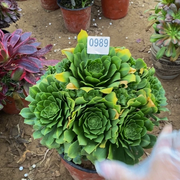 989翡翠琉璃手捧多肉