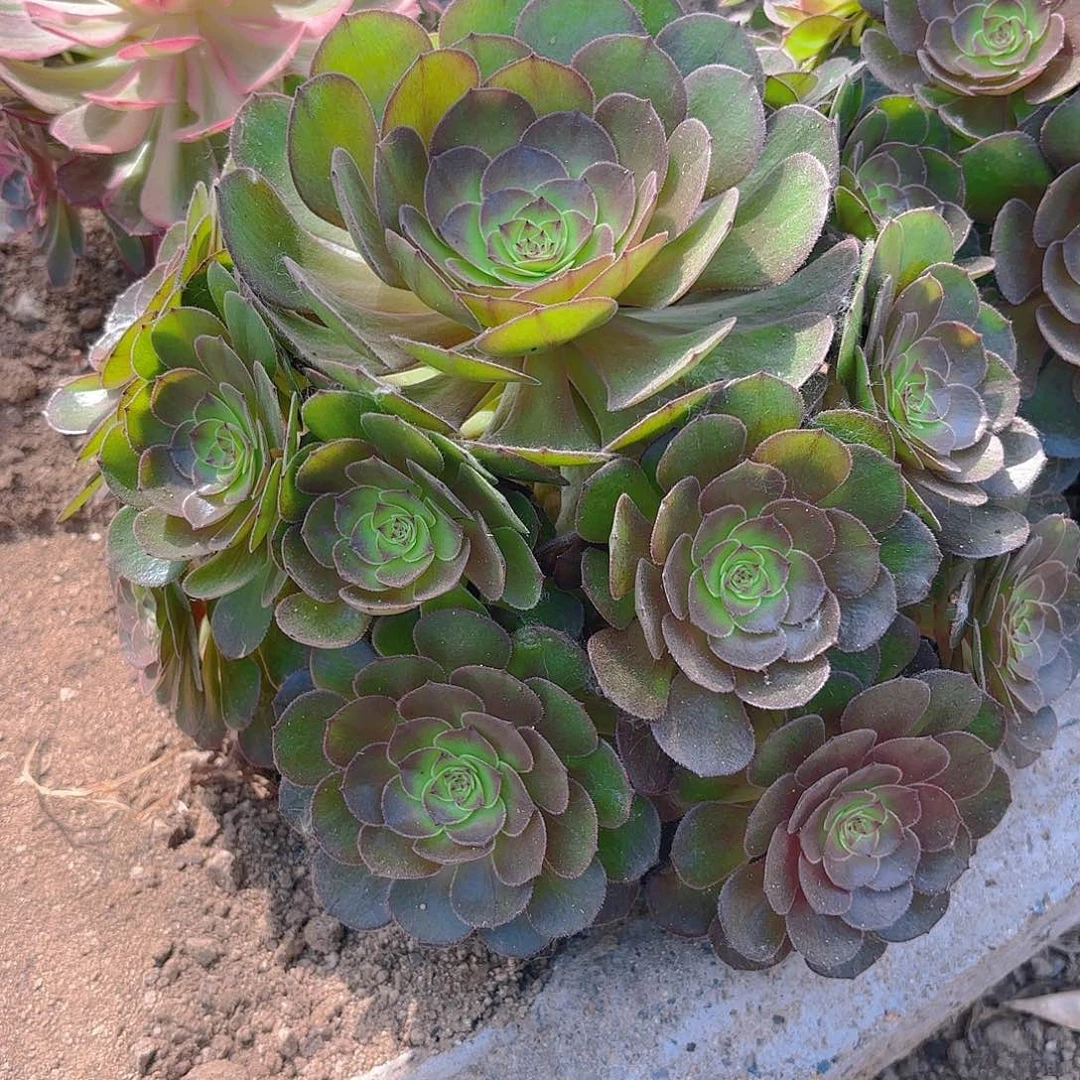 万圣节四号多肉植物