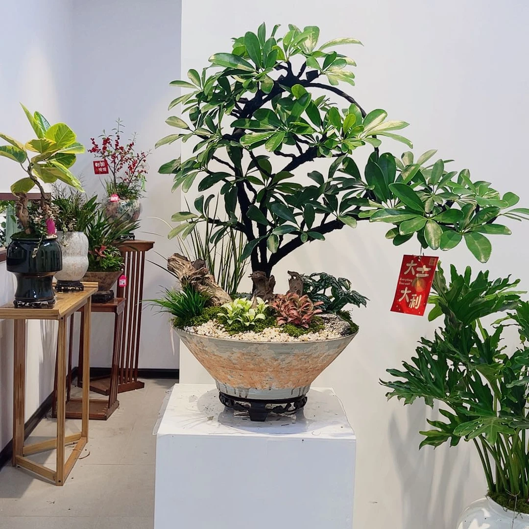无花朵高端盆景一物一拍