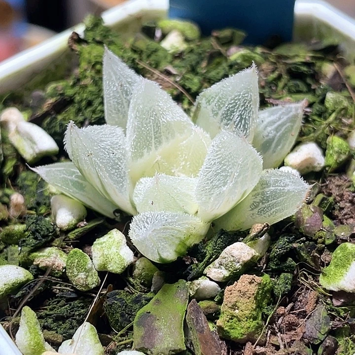 576糊斑白狐狸锦特选福利