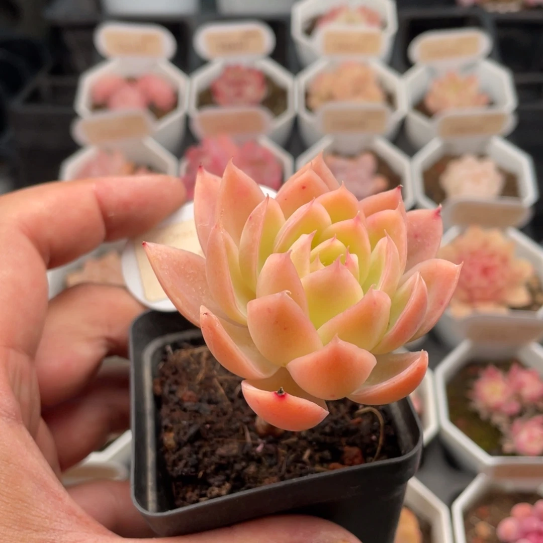 丝绸面纱 7212-6厘米