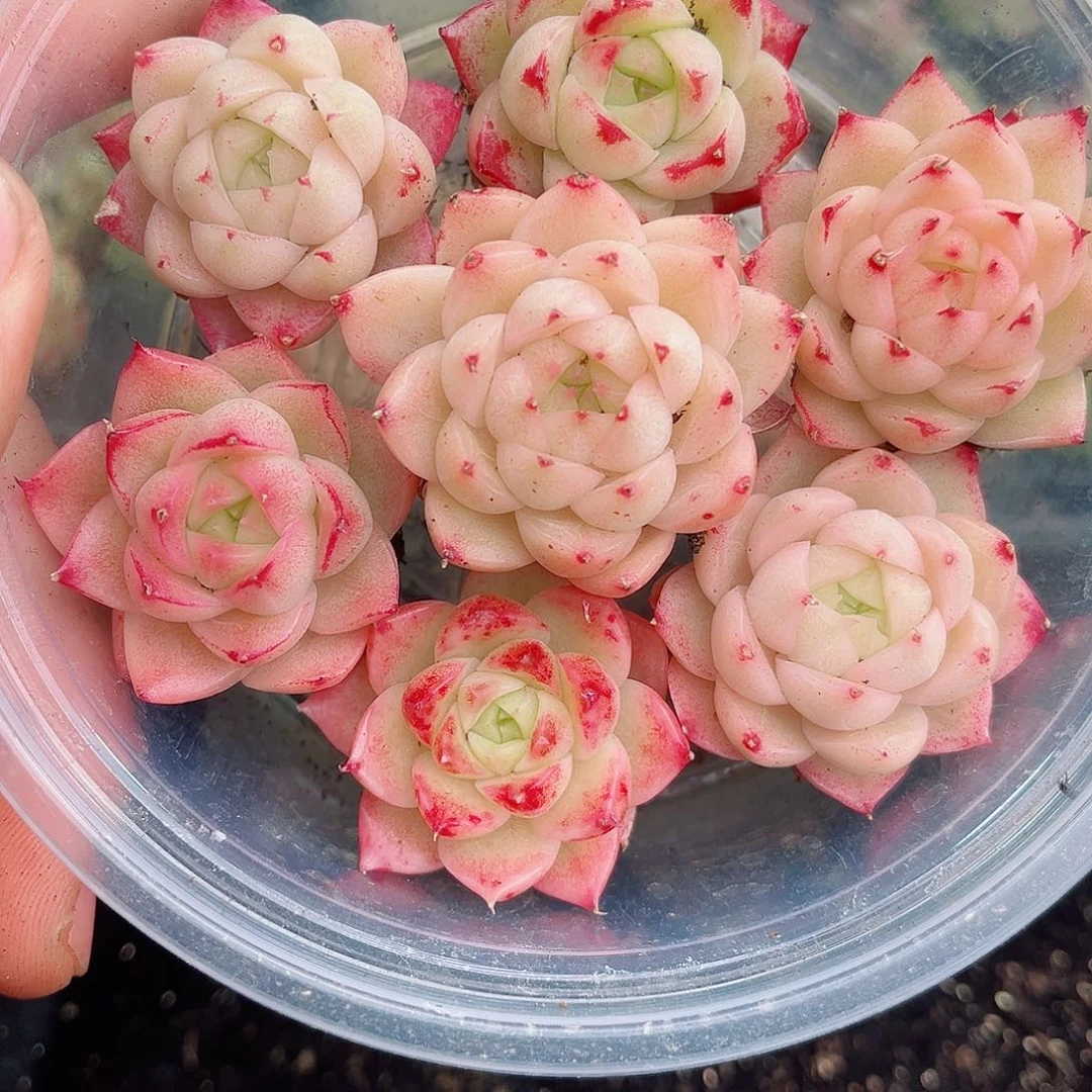 1-100 新疆西藏内蒙不发12.8包邮2-3公斤多肉