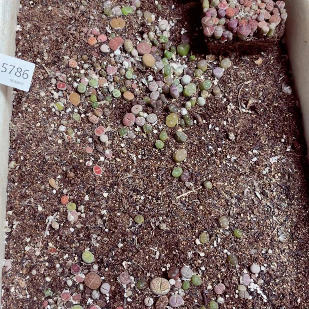 5786—生石花  脱土发货