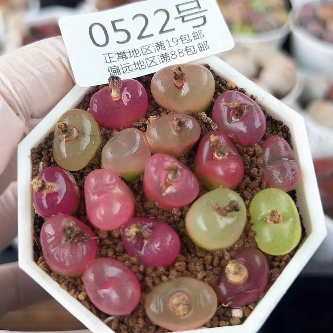 好养易活生石花大母本0522
