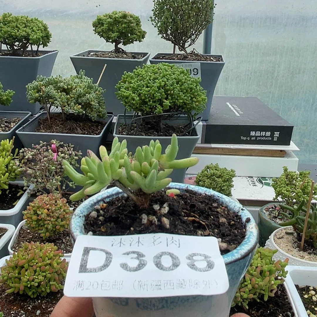 308紫霄木枝干番杏