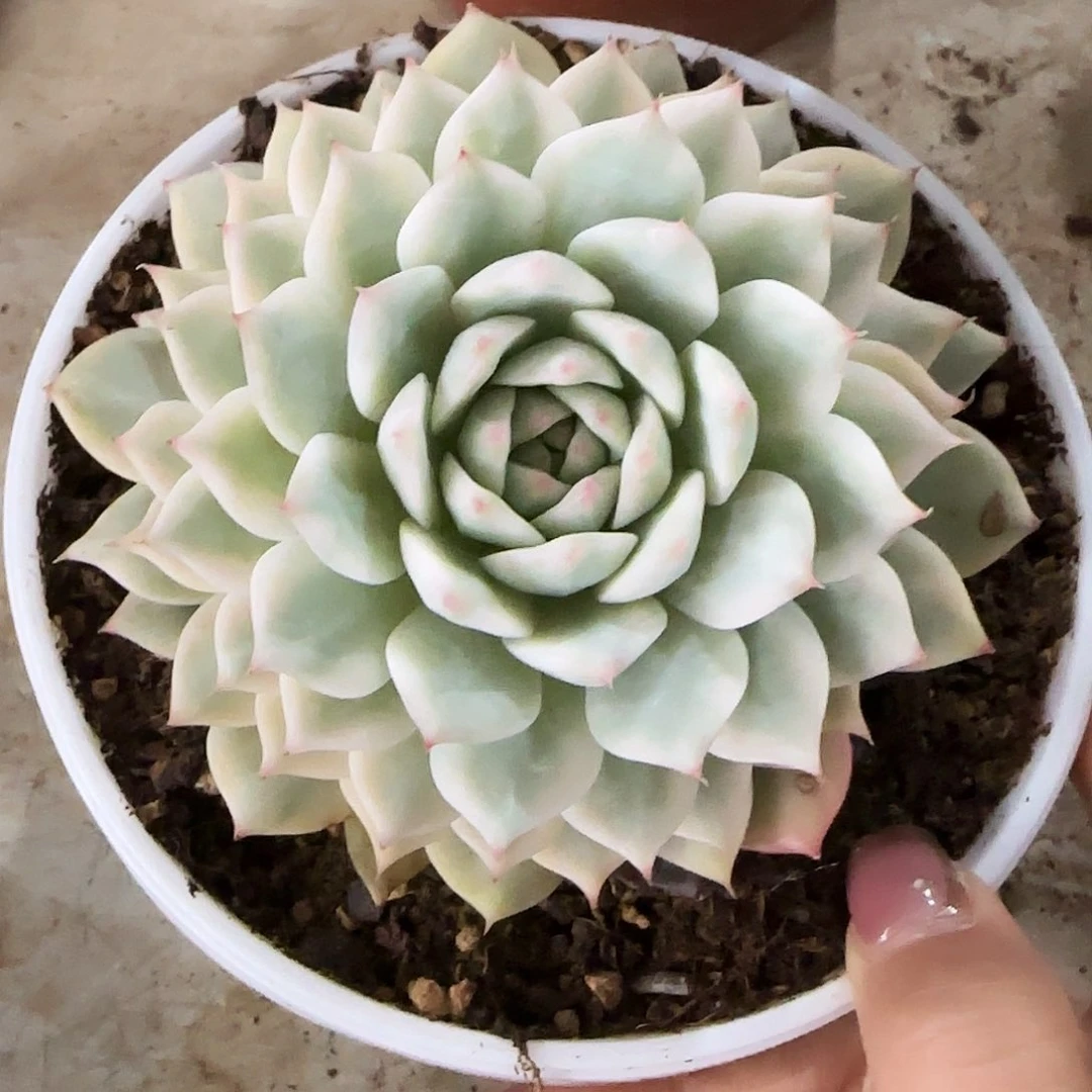 Tp锦多肉植物多肉