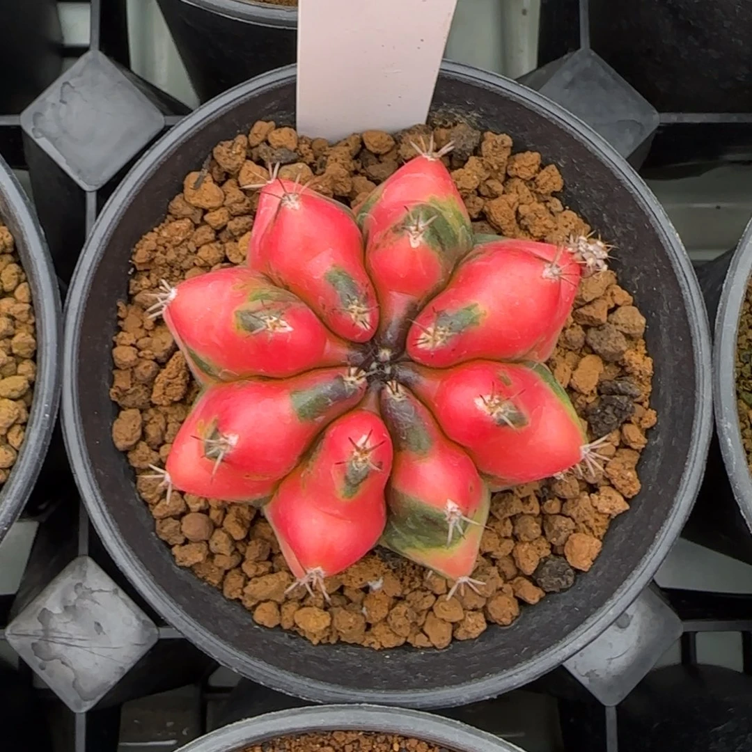 82-0214魔镜脱土发多肉