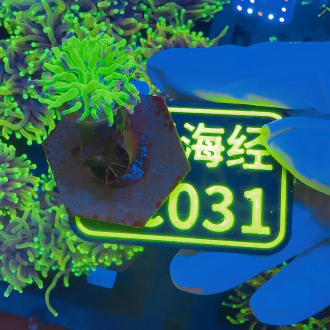 刘***杰纽扣珊瑚晓晓不包邮印尼绿C031