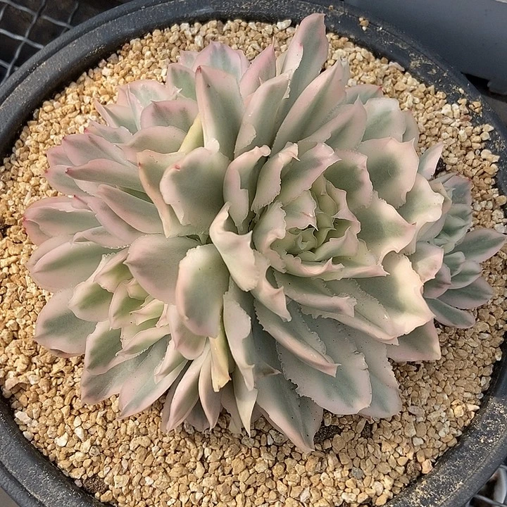 紫蝴蝶锦群多肉植物