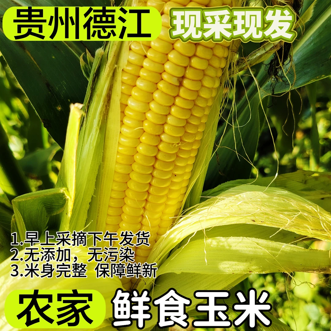 【鲜食玉米】德江 农家鲜食玉米 现摘现发 鲜嫩甜玉米 口感清甜