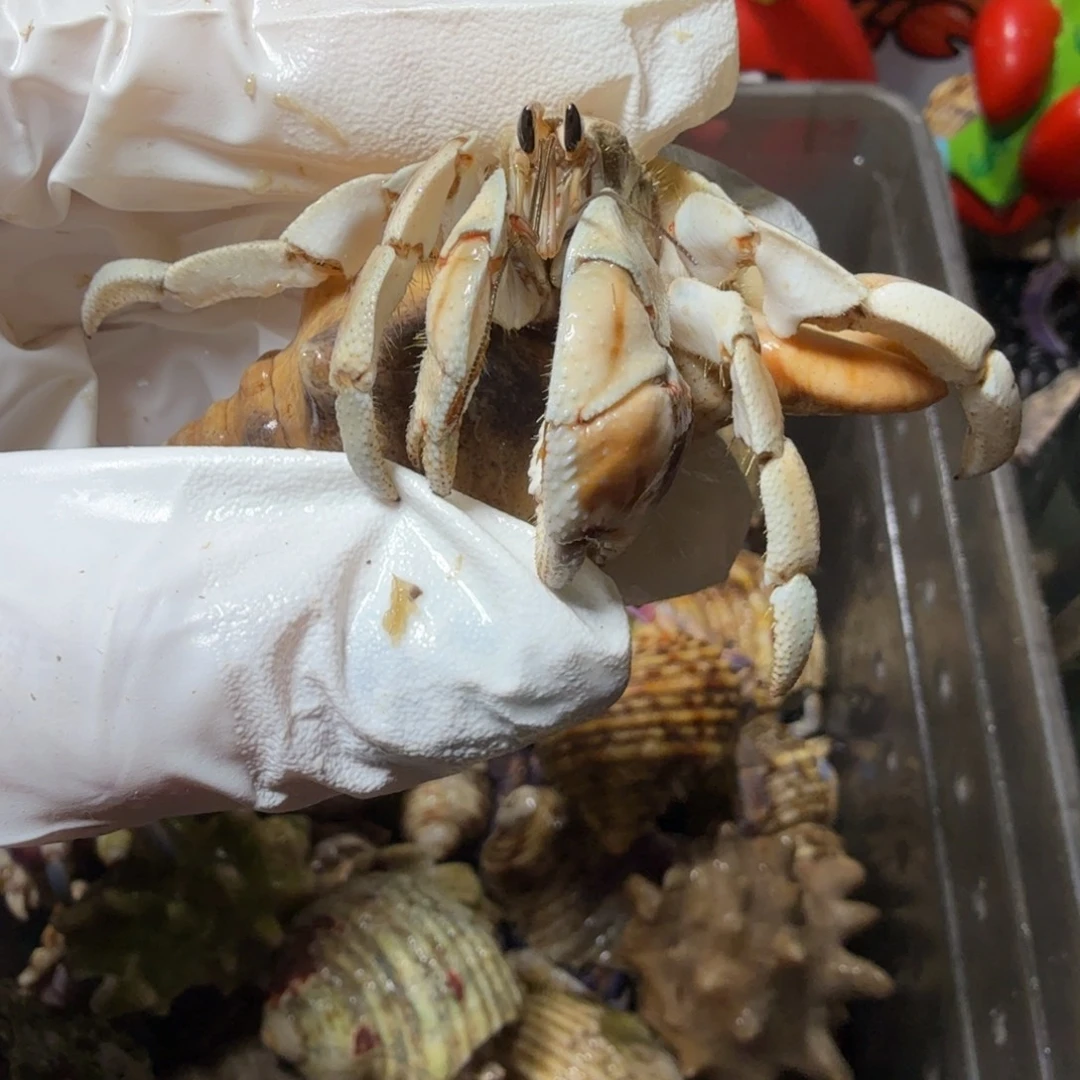 海水鱼2.1口通体奶茶色