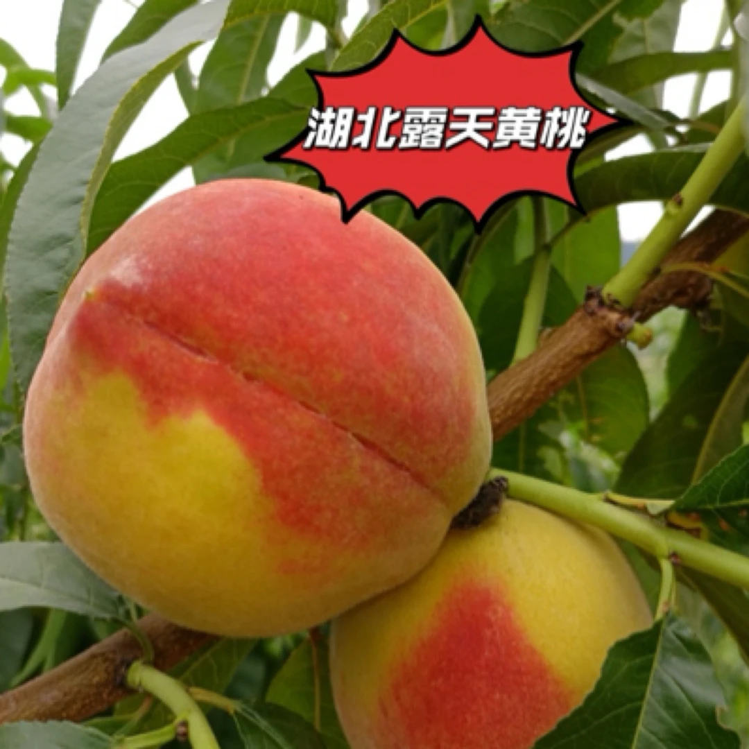 【顺丰包邮】湖北露天黄桃应季桃子脆桃软桃毛桃现摘新鲜水果