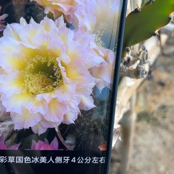 33彩草国色冰美人歪无根侧芽4公分左右20包邮